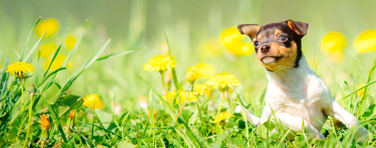 Dog Names Ending In R Popular Male And Female Names Wag 